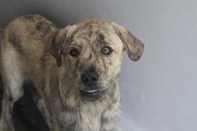 Adopt a pet from the SPCA