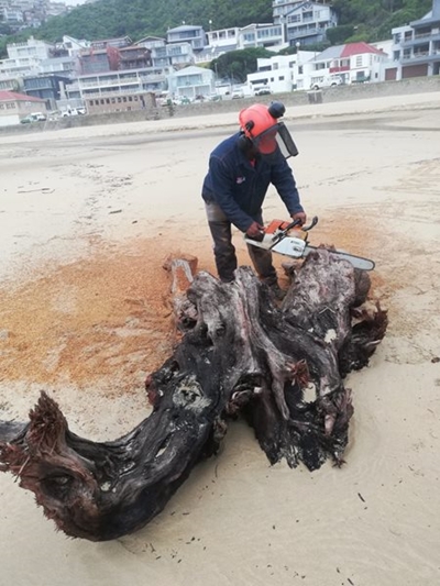 Beaches: Debris and logs still washing up