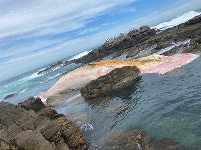Walvis spoel uit by Jongensfontein