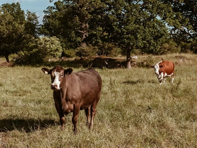 Restrict animal movement as Foot and Mouth Disease spreads