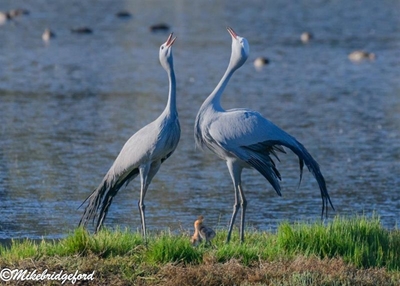 Injured 'Chick-Crane' saved again