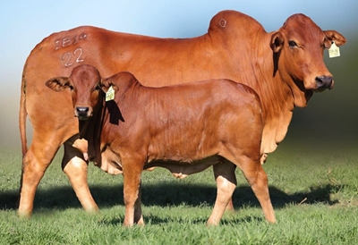 Exclusive auctions at Wildsfees