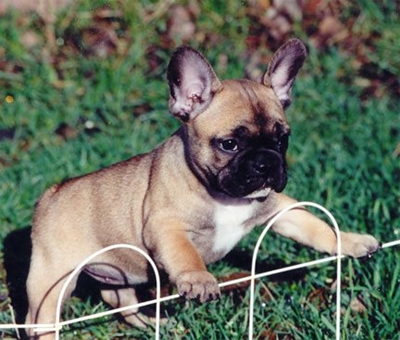 Man derduisende kwyt oor hond