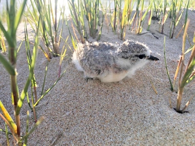 Plovers run for cover