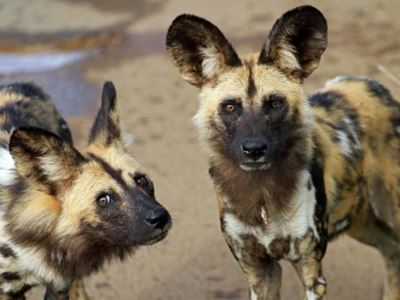 Rare African wild dogs relocated