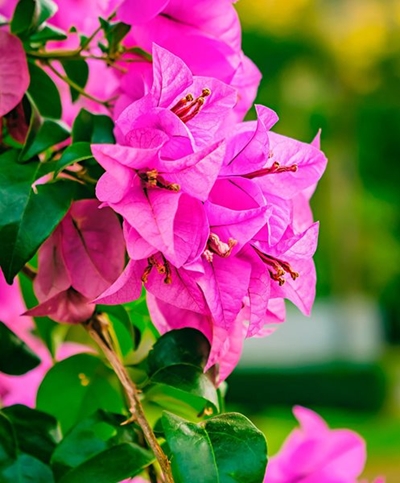 Growing bougainvilleas