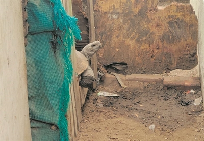 Leopard tortoises saved from certain death