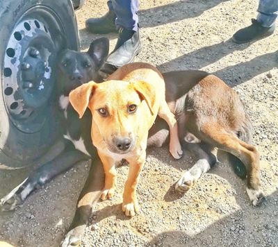 Weekly SPCA outreach to Touwsranten