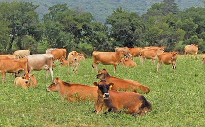 No movement of cattle