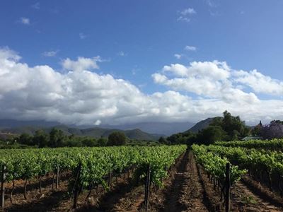 Gold for Boplaas Heritage White Muscadel 2013