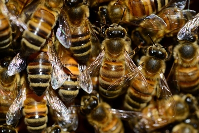 Medics assist in mass bee attack at Pretoria primary school