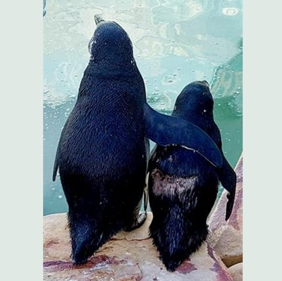 Backman and... Happy Feet