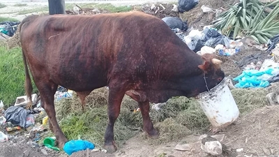 SPCA takes no bull from bucket
