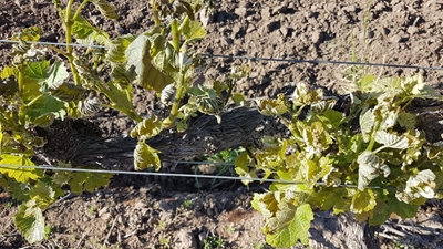 Druiwe kry nog 'n natuurknou