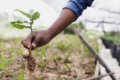 Call to plant one million trees