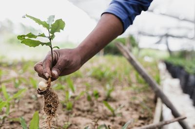 Call to plant one million trees