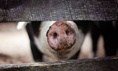 Limpopo boy hospitalised after being bitten by stray pig