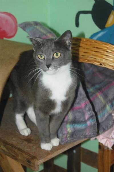 Kitties looking for the purr-fect home