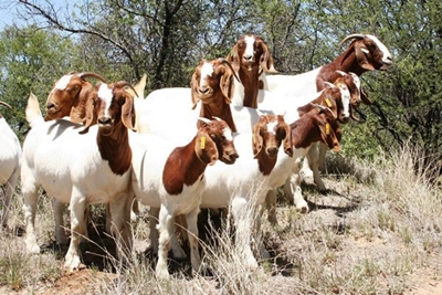 New vaccination technology for sheep and goat flocks
