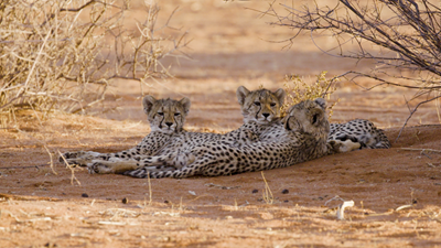 Race to save the cheetah accelerates