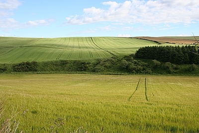 Stats SA releases Census of Commercial Agriculture 2017 report
