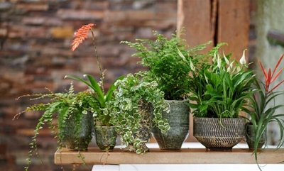 Fabulous ferns
