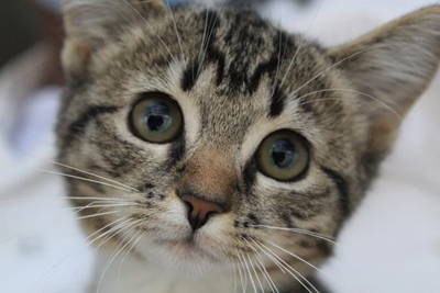 Thank you from your local SPCA