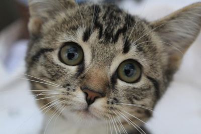 Thank you from your local SPCA
