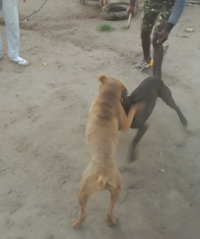 3 in court for dog fighting, 1 dog dies