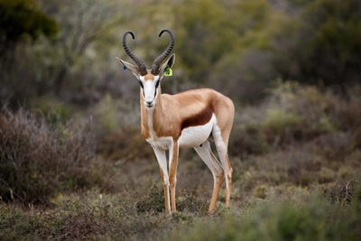 Summit Wildlife Auction nears