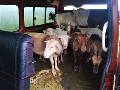 Police recover 30 stolen livestock after shootout with suspects