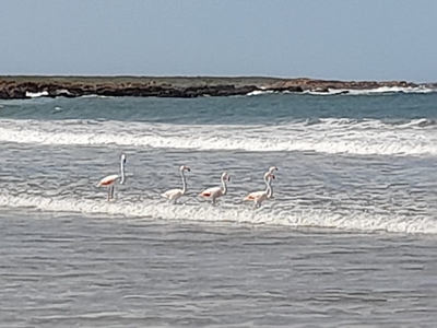 Flaminke baljaar op Gouritzmond