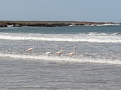 Flaminke baljaar op Gouritzmond