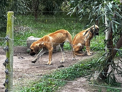 Dog breeder sentencing postponed for third time