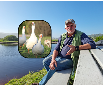 Gans te veel geld, regulasies vir ganse, sê grondeienaar