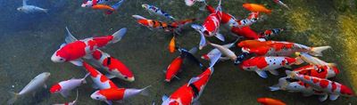 Colourful koi set to make a great show in George