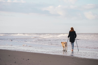 Dogs on beaches: when and where to take them