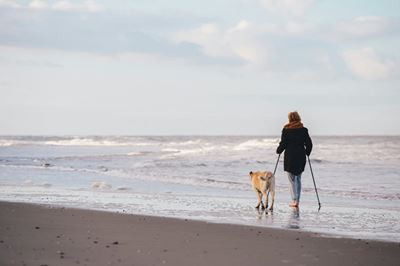 Dogs on beaches: when and where to take them