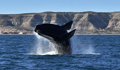 16 February is World Whale Day