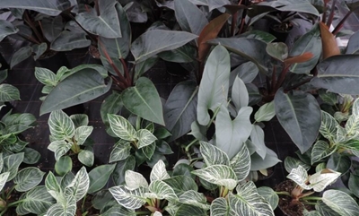 Philodendrons are trending