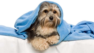 Help animals this winter
