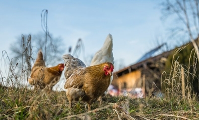 Bird flu hits Randfontein farm