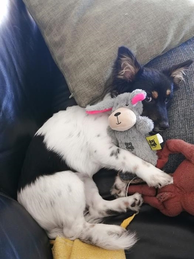 Keep your pets safe from fireworks