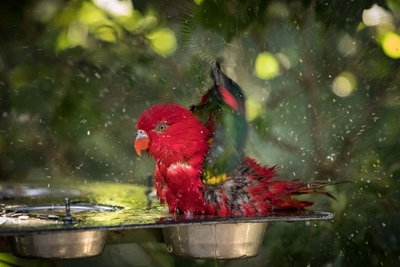 Animal sanctuaries under threat