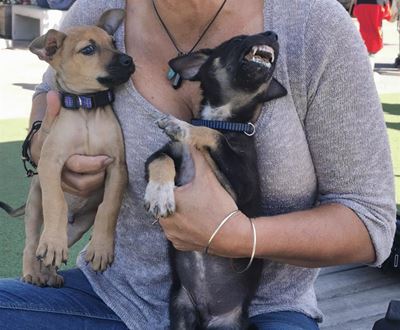 Help prevent cancer in animals, support saaca