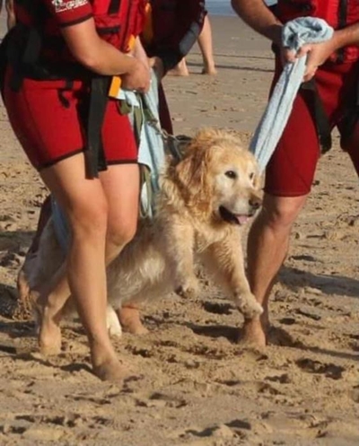 Pooch rescued in Plett