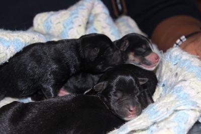 Adoption figures double at GR SPCA