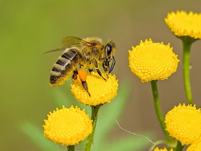 Association keeps bee industry alive