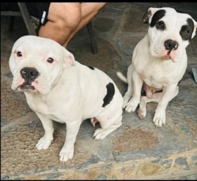 Vrou eis geregtigheid nadat buurman haar honde skiet