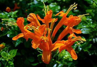 Kingly Cape honeysuckle